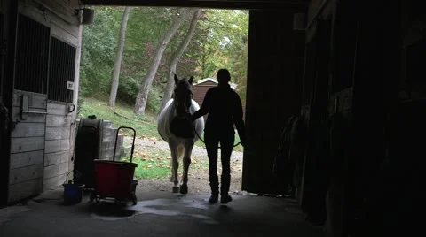 Horse Coming into Barn Stock Footage 63127895