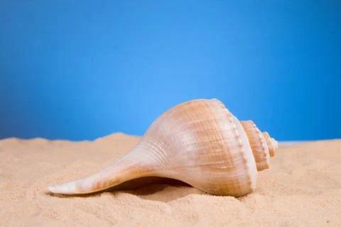 Horse Conch Foto stock