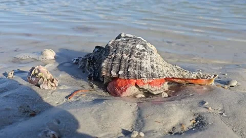 Horse conch snail florida state shell alive on beach with ocean waves washing in Stock Footage 329726397