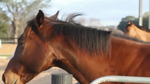 Horse in corral closeup Video stock 21880719