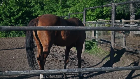 Horse corral Video stock 101415070