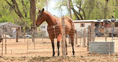 Horse at the Corral Stock Footage 107451751