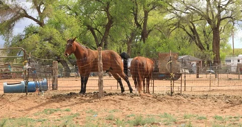 Horse at the Corral Stock Footage 107451978