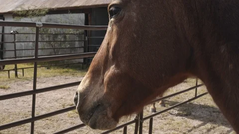 A horse in a corral with a stoic look Stock Footage 119320879