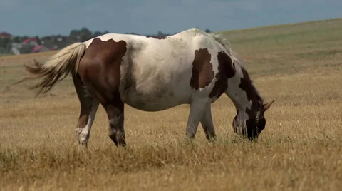 Horse in the countryside Stock Footage 30770413