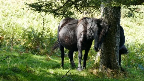 Horse crawling on a tree in the bush Stock-Footage 116246739