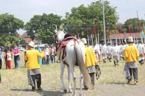 Horse at Crowd Stock Photos