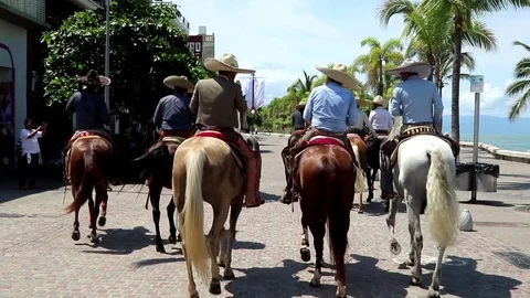 Horse dancing on a street Stock Footage 81154838