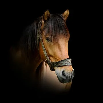 Horse on dark background Foto stock
