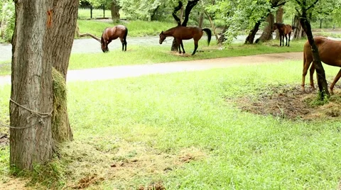 Horse defecates Stock-Footage 51364471