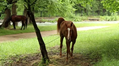 Horse defecates Stock-Footage 51426595