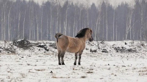 Horse Defecating in Open Field During Winter with Cloudy Weather Stock Footage 286343864