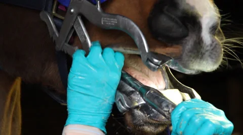 Horse Dentist Stock Footage 35617509