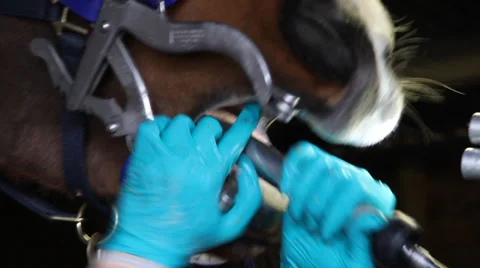 Horse Dentist Stock Footage 35618819