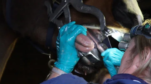Horse Dentist Stock Footage 35619236
