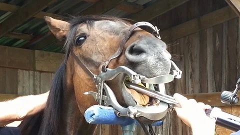 Horse dentistry using a power float Vidéo 111244859