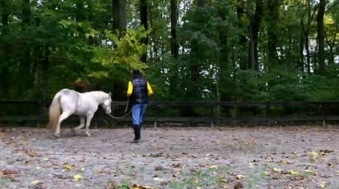 Horse desensitize training Stock Footage 10807971