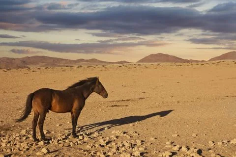 Horse desert namibia Stock Photos