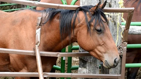 Horse detail pulling head out of fence. Stock-Footage 83425863
