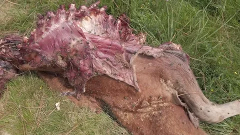 Horse devoured by wolves - 212 Stock Footage 310502198