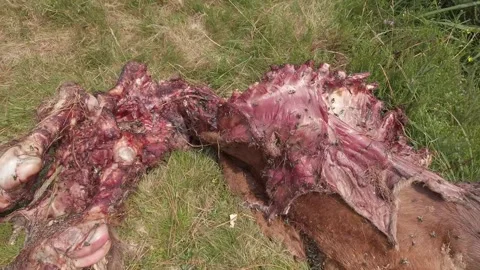 Horse devoured by wolves - 217 Stock Footage 310502205