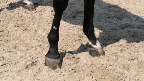 The horse is digging the ground with his front hoof Видео 92184011