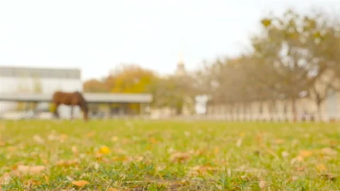 A horse in the distance is stored on the farm. Eats green grass. Slow motion Stock Footage 101808015