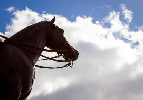 Horse with a double bit Stock Photos