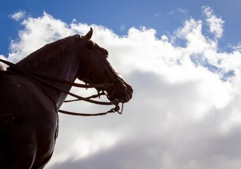 Horse with a double bit Stock Photos