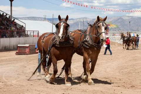 Horse draft pulling team county fair Stock Photos