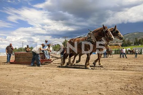 Horse draft team pull competition country fair