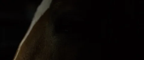 Horse dramatic light Stock Footage 102436994