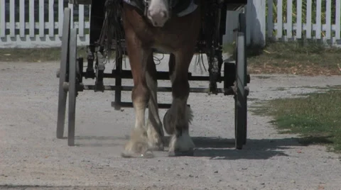 Horse Drawn Carriage Stock Footage 31867624