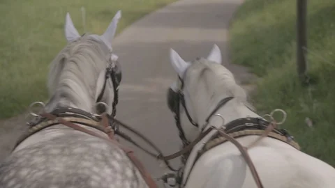 Horse-drawn carriage Stock Footage 101960135