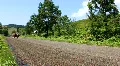 Horse-drawn vehicle HD Footage