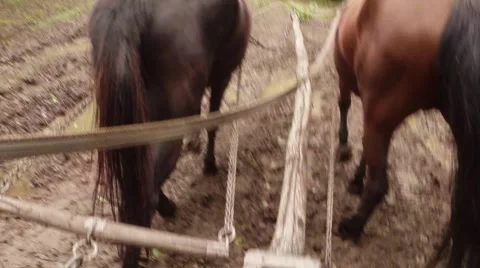 Horse-drawn wagon in difficulty overcoming mud puddle on a dirt road 스톡 동영상 43823949