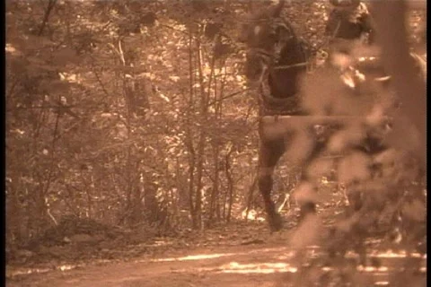 Horse drawn wagon Stock Footage