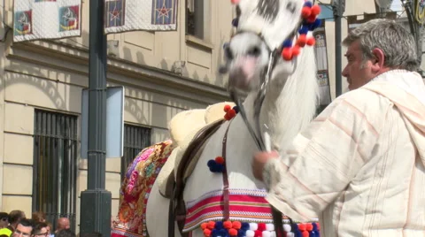 Horse dressed in parade with man controlling him Stock Footage 47942368