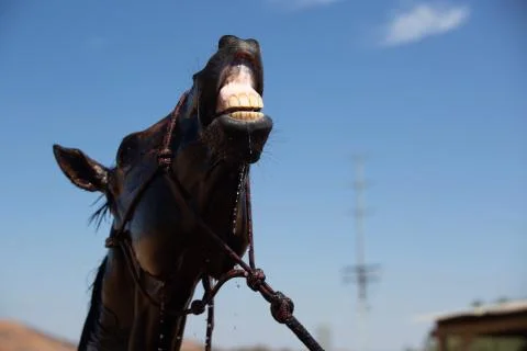 Horse Dribble Stock Photos
