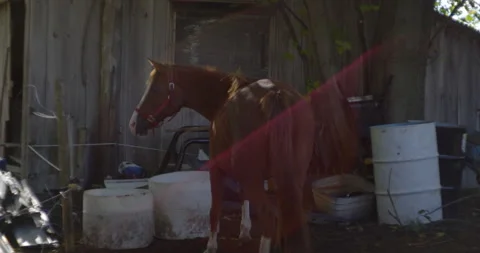 Horse drinking and afraid by something 스톡 동영상 130964507