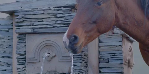 Horse drinking and refreshing, thirsty and freedom Stock Footage 278405746