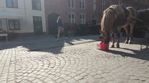 A horse drinking from a bucket Stock Footage 228944939