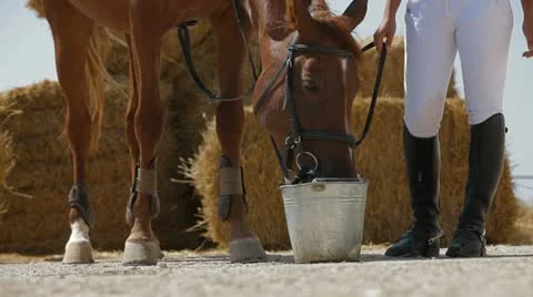 Horse Drinking Stock-Footage 22291485