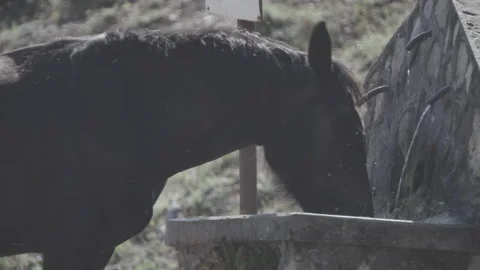 Horse drinking Stock Footage 149948786