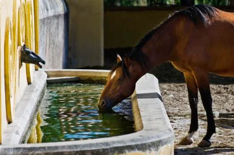 Horse drinking Stock Photos