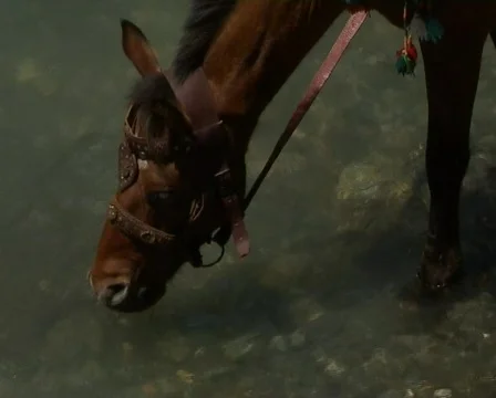  horse drinking water Stock Footage 378104