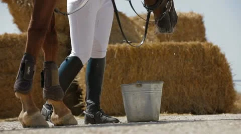 Horse Is Drinking Water Vídeo Stock 22291402