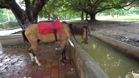Horse drinking water Video stock 77703721