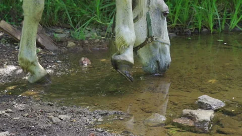 A horse drinking water from a forest stream on a sunny summer day Stock Footage 205818981