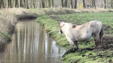 Horse drinking water from a stream Stock Footage 11067828